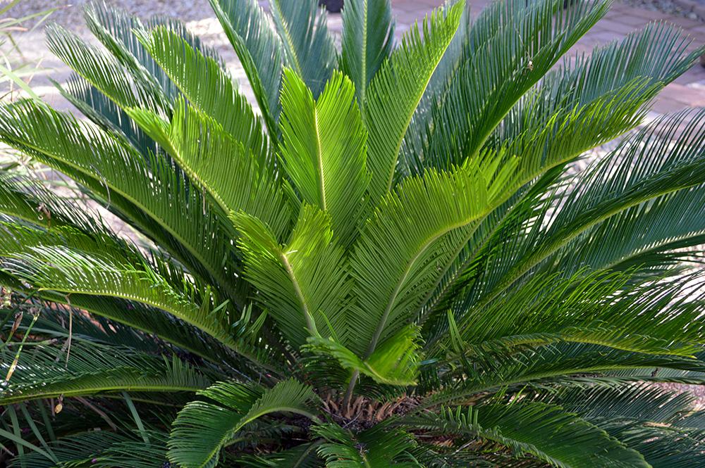 Palm Cycas Revoluta - View 7 from www redcrocus com