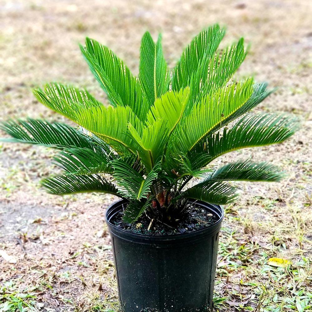 Palm Cycas Revoluta - View 8 from www redcrocus com
