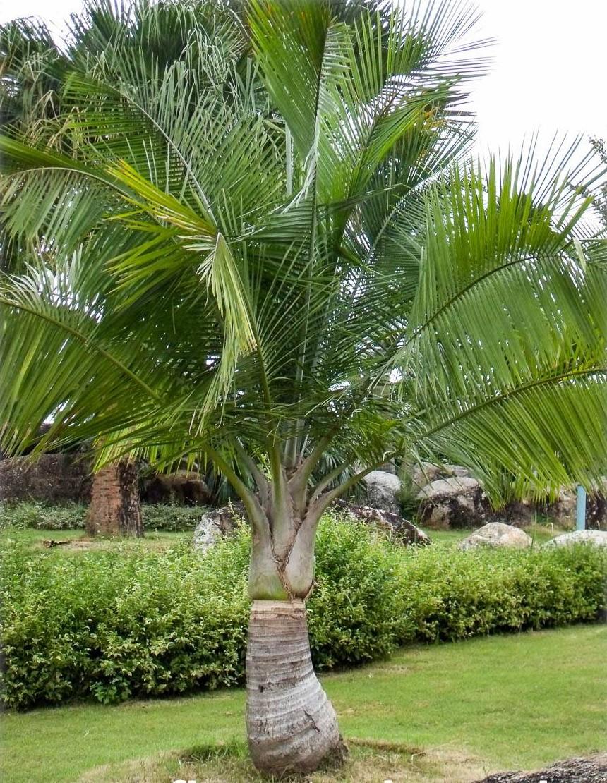 Palm Ravenea Rivularis - View 10 from www redcrocus com