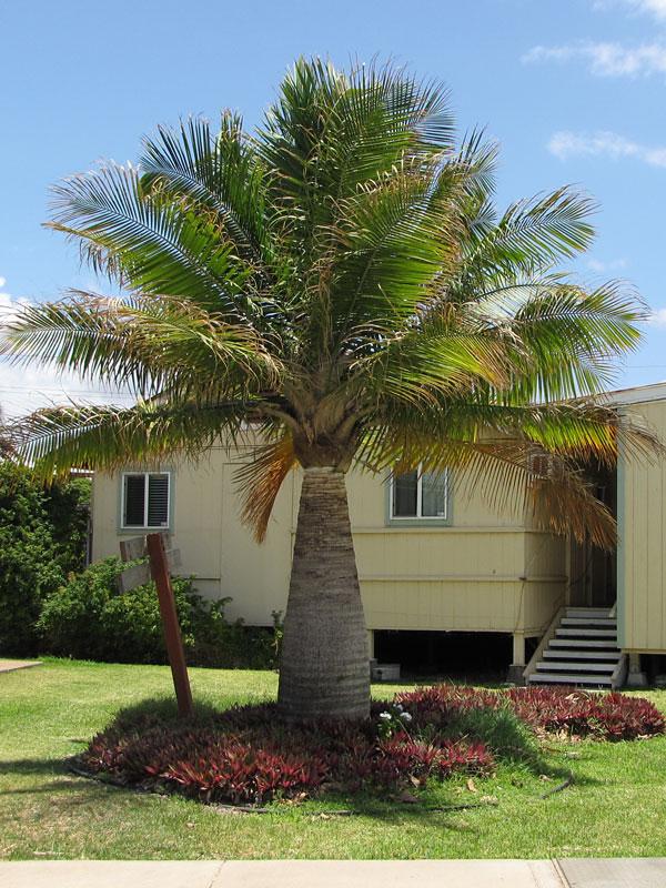 Palm Ravenea Rivularis - View 12 from www redcrocus com
