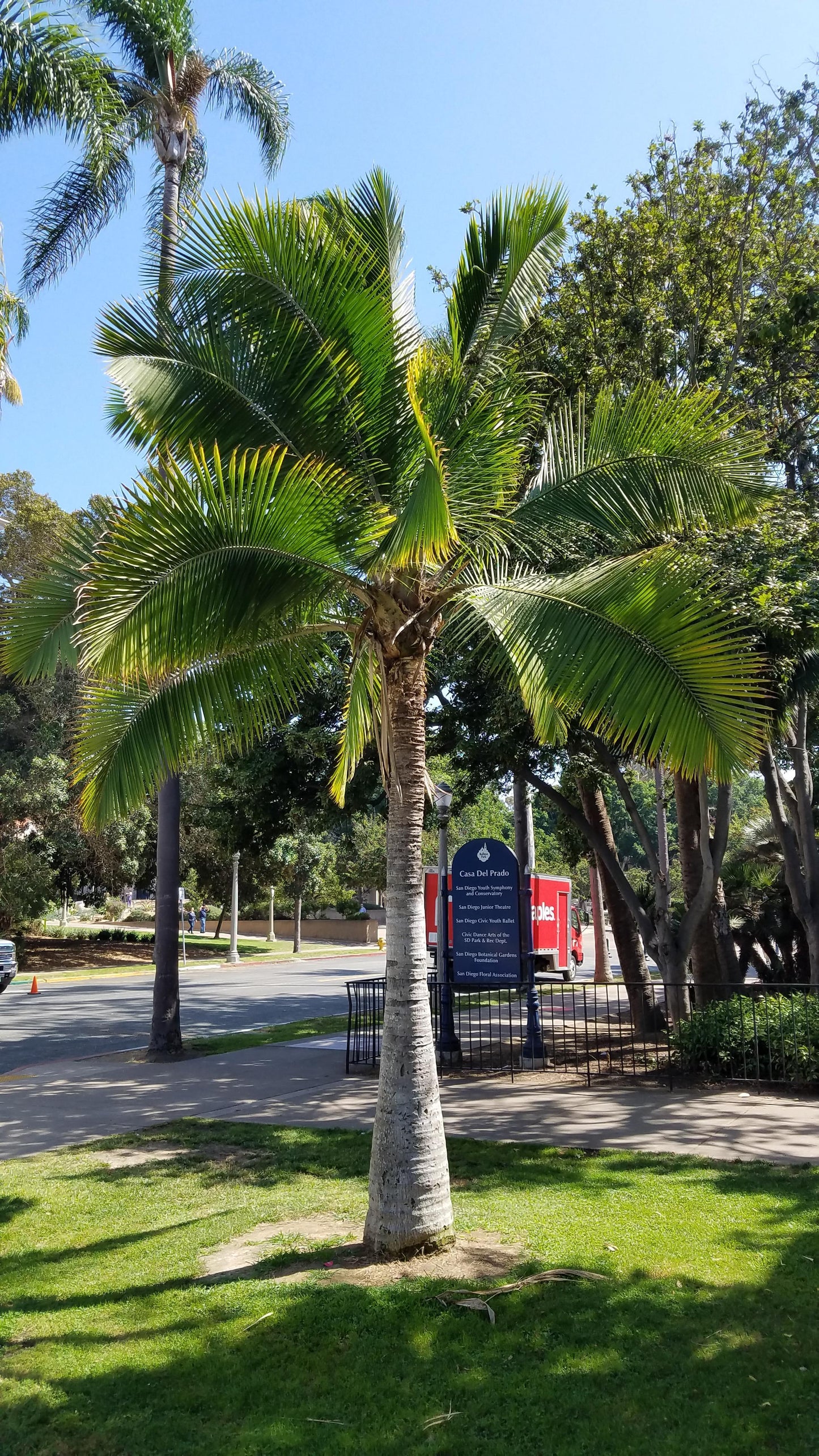 Palm Ravenea Rivularis - View 13 from www redcrocus com