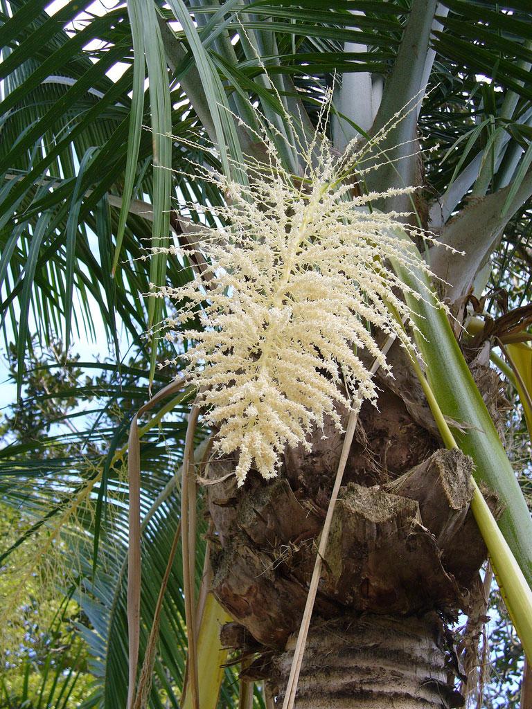 Palm Ravenea Rivularis - View 14 from www redcrocus com