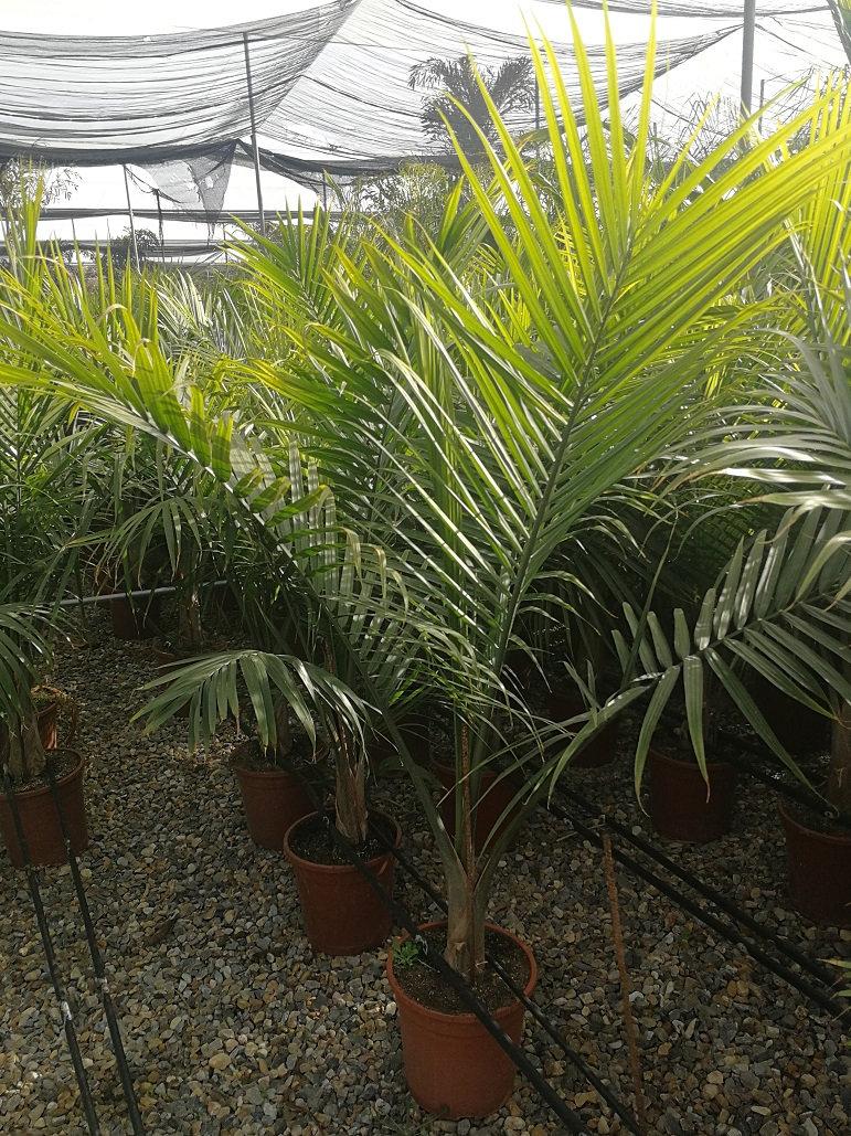 Palm Ravenea Rivularis - View 15 from www redcrocus com