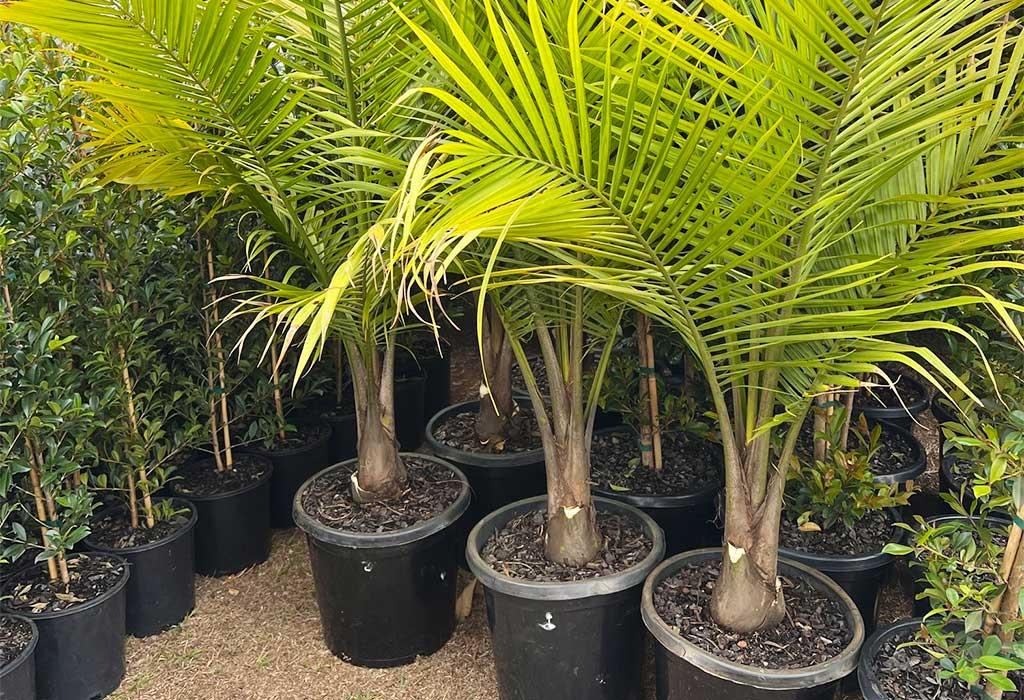 Palm Ravenea Rivularis - View 16 from www redcrocus com