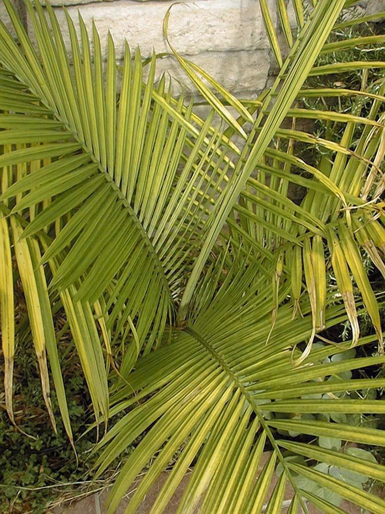 Palm Ravenea Rivularis - View 17 from www redcrocus com