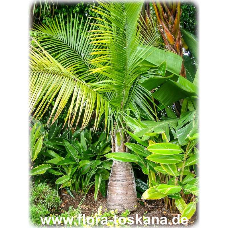Palm Ravenea Rivularis - View 18 from www redcrocus com