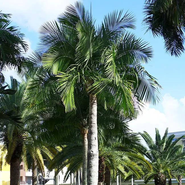 Palm Ravenea Rivularis - View 19 from www redcrocus com