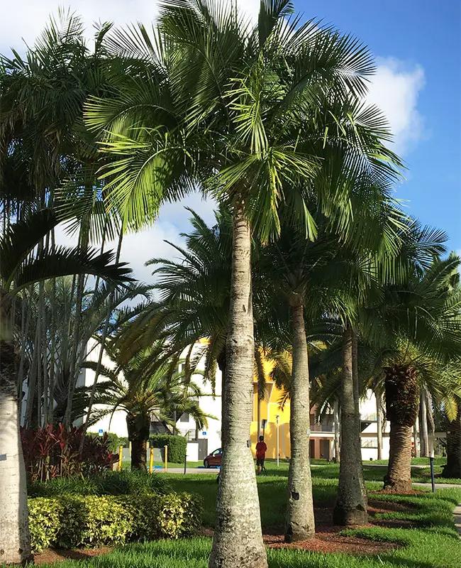 Palm Ravenea Rivularis - View 20 from www redcrocus com