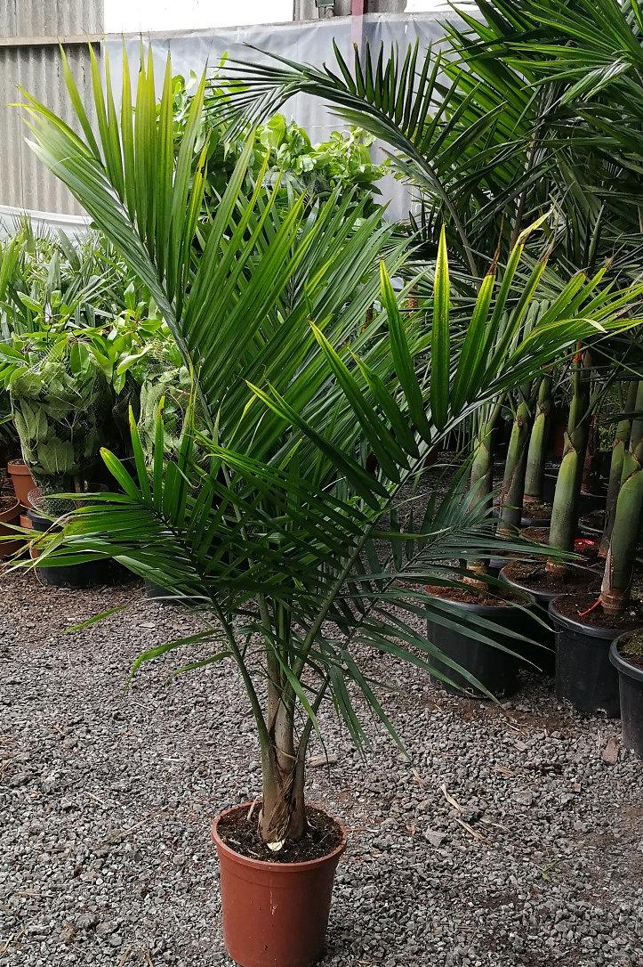 Palm Ravenea Rivularis - View 4 from www redcrocus com