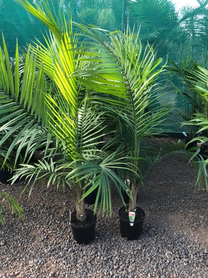 Palm Ravenea Rivularis - View 6 from www redcrocus com