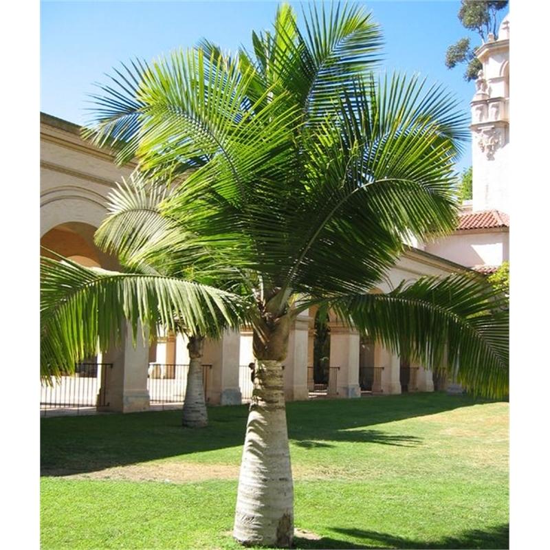 Palm Ravenea Rivularis - View 7 from www redcrocus com