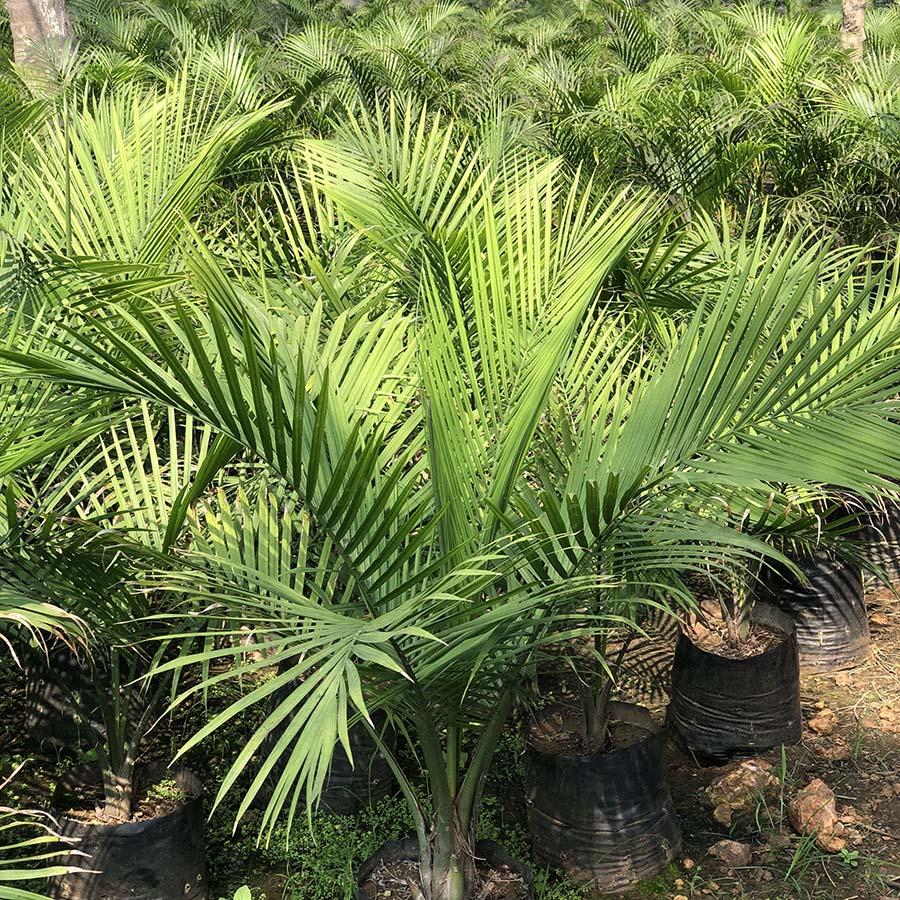 Palm Ravenea Rivularis - View 8 from www redcrocus com