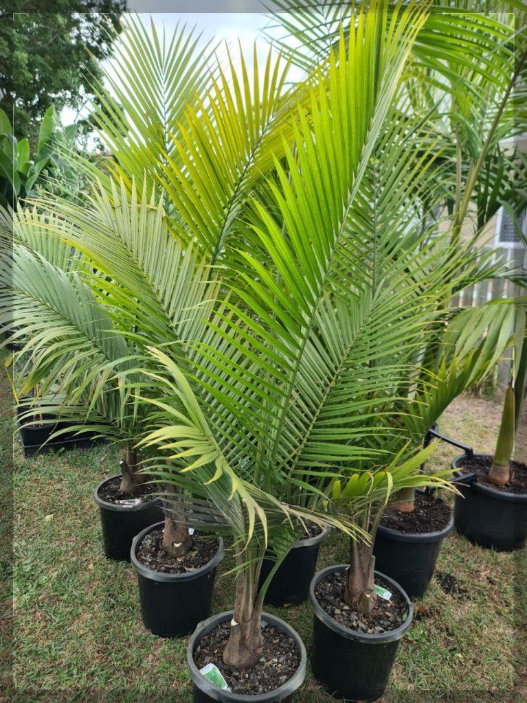 Palm Ravenea Rivularis - View 9 from www redcrocus com