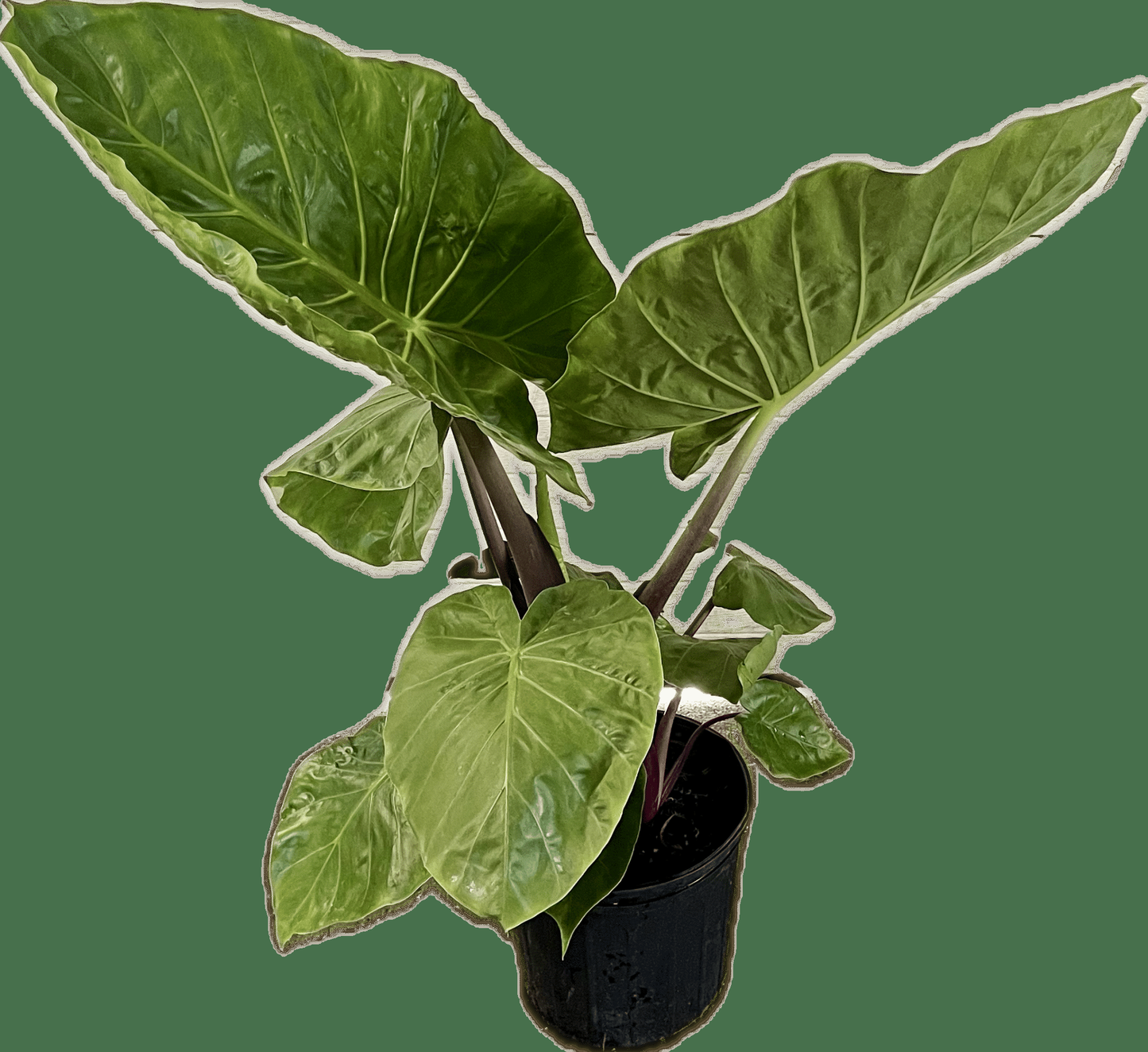 Alocasia Green Assorted - View 11 from www redcrocus com