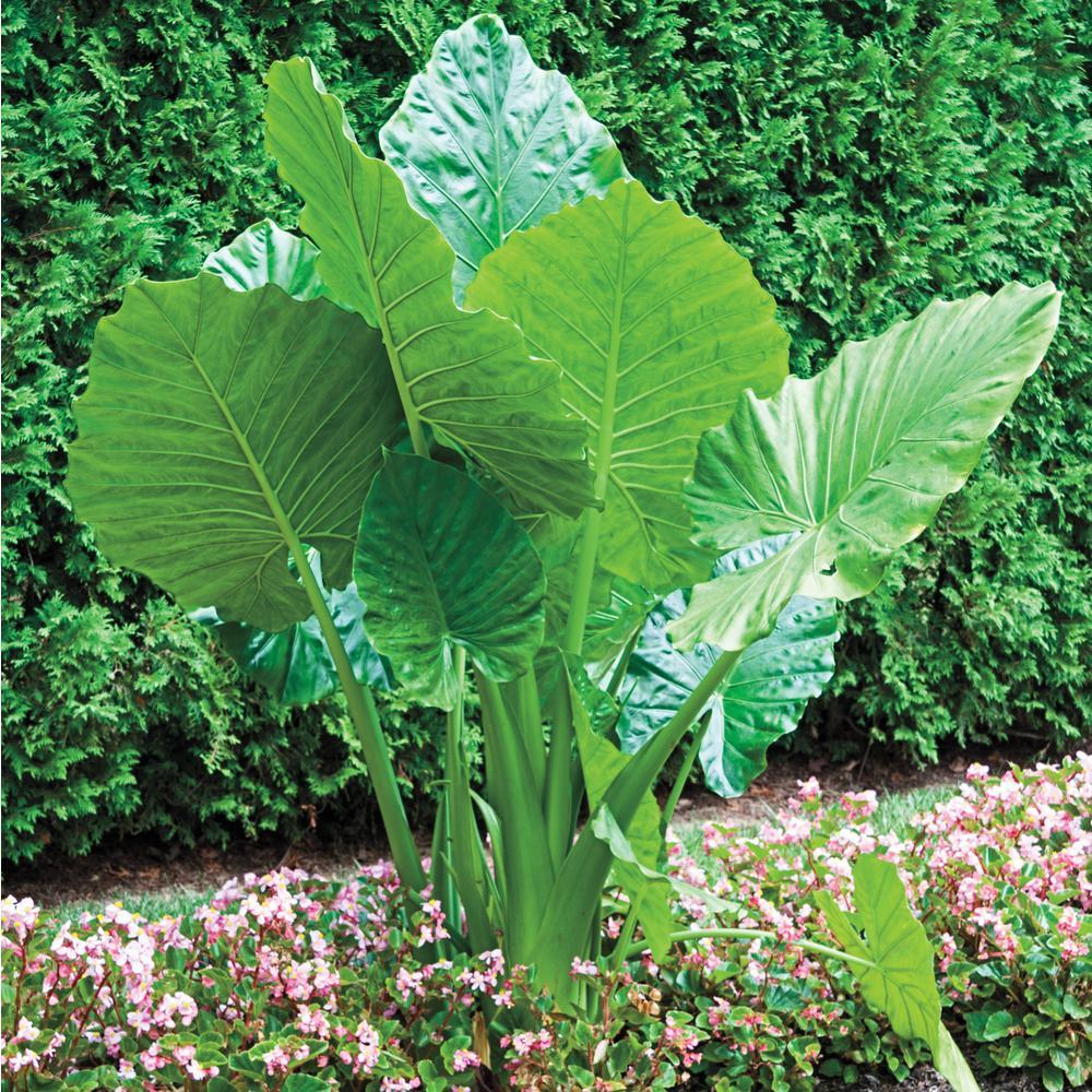 Alocasia Green Assorted - View 11 from www redcrocus com