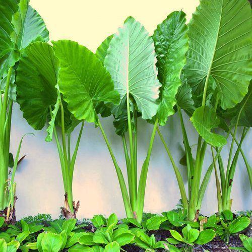 Alocasia Green Assorted - View 12 from www redcrocus com