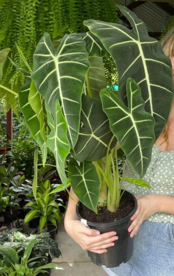 Alocasia Green Assorted - View 15 from www redcrocus com