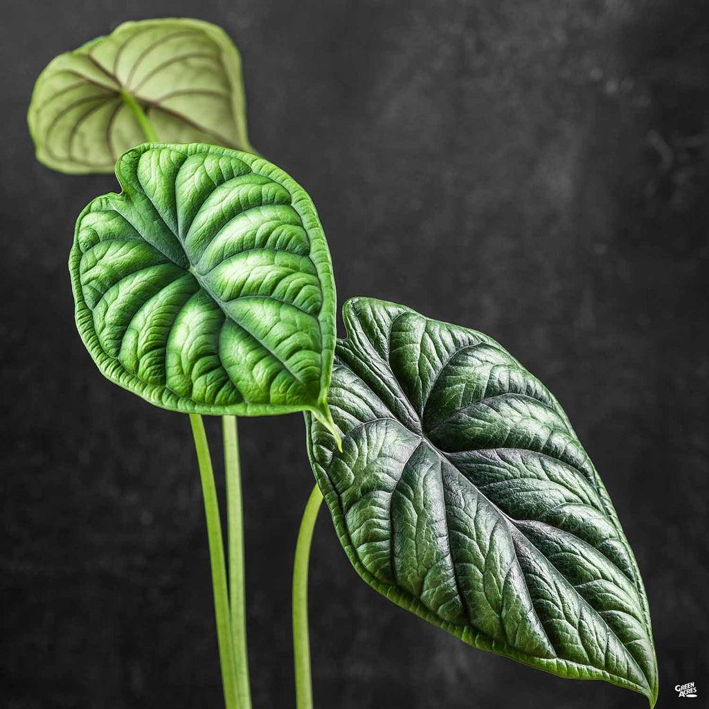 Alocasia Green Assorted - View 3 from www redcrocus com