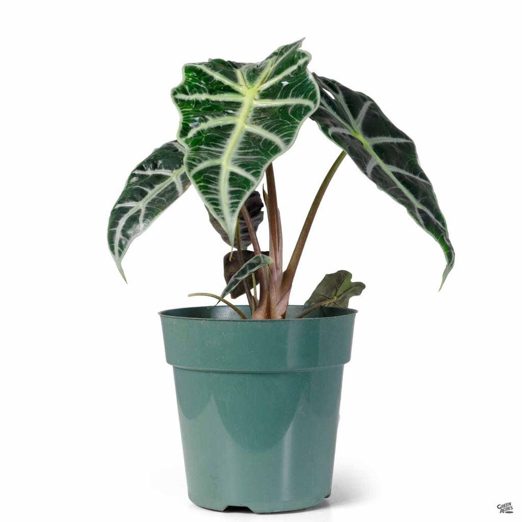 Alocasia Green Assorted - View 4 from www redcrocus com