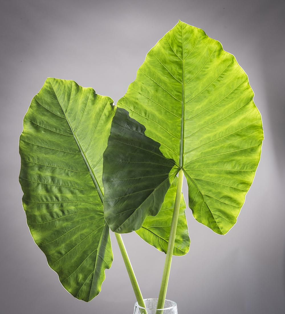 Alocasia Green Assorted - View 7 from www redcrocus com