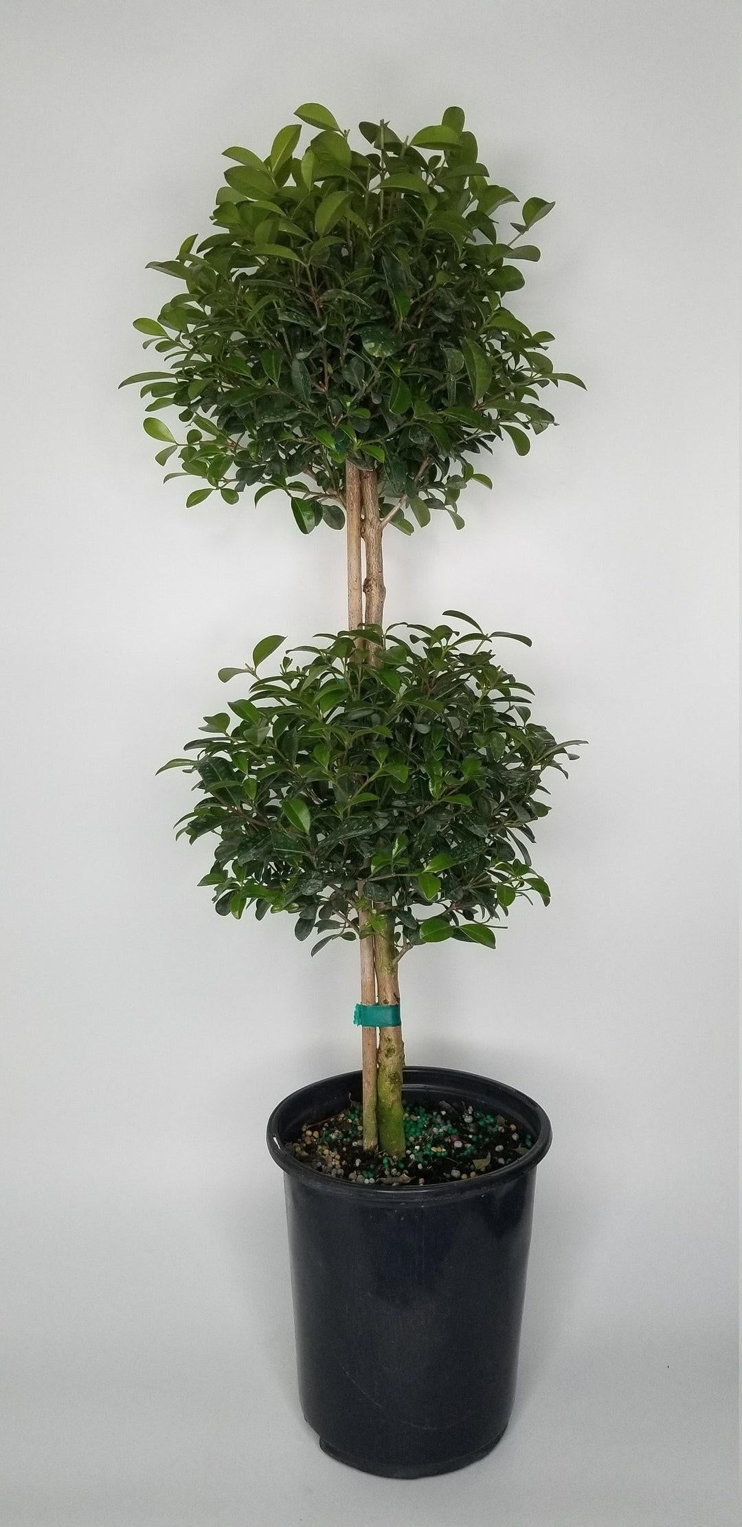 Eugenia Myrtifolia Globulus 2 Ball Standard - View 12 from www redcrocus com
