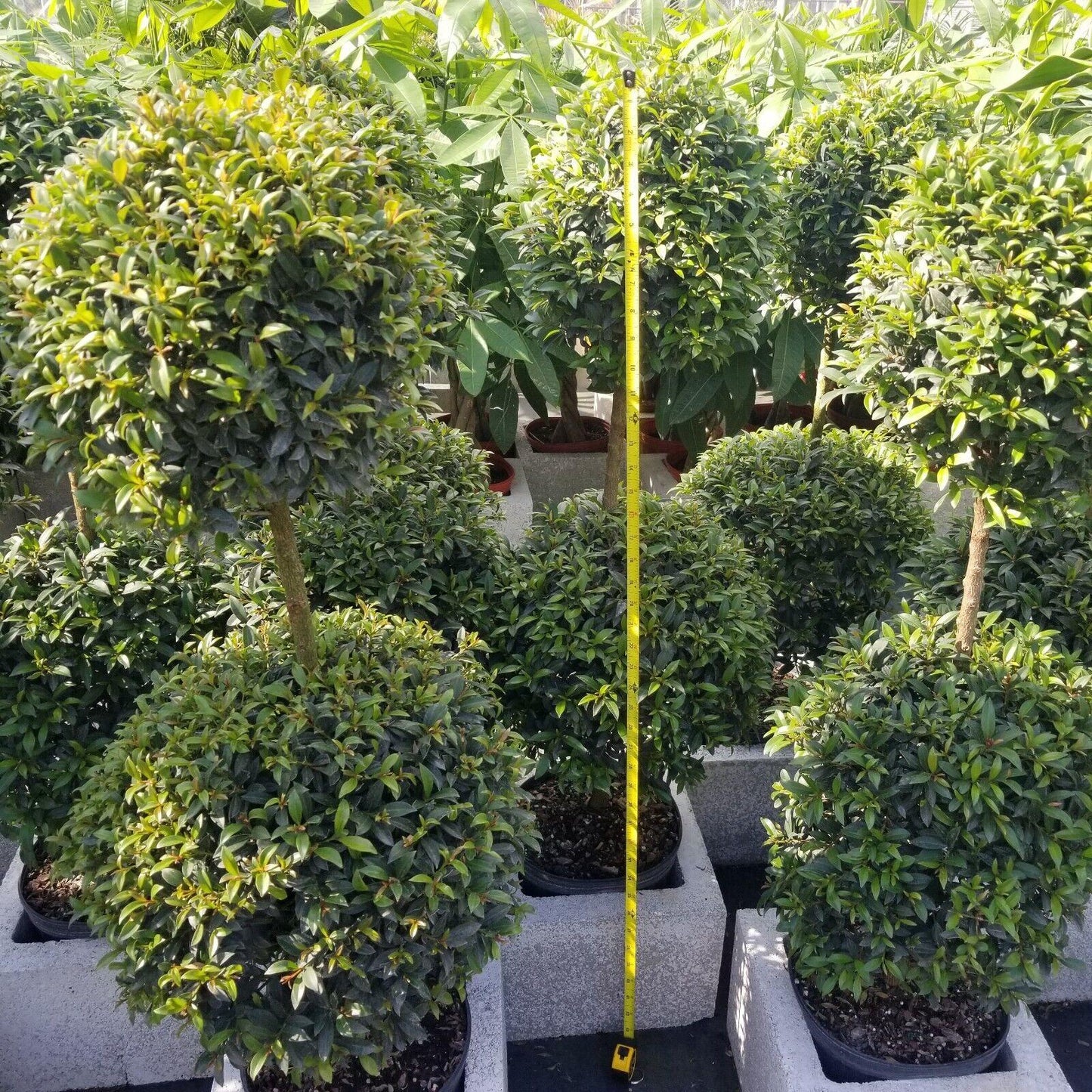 Eugenia Myrtifolia Globulus 2 Ball Standard - View 14 from www redcrocus com
