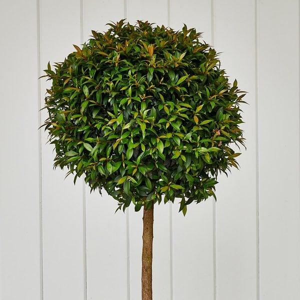 Eugenia Myrtifolia Globulus 2 Ball Standard - View 15 from www redcrocus com