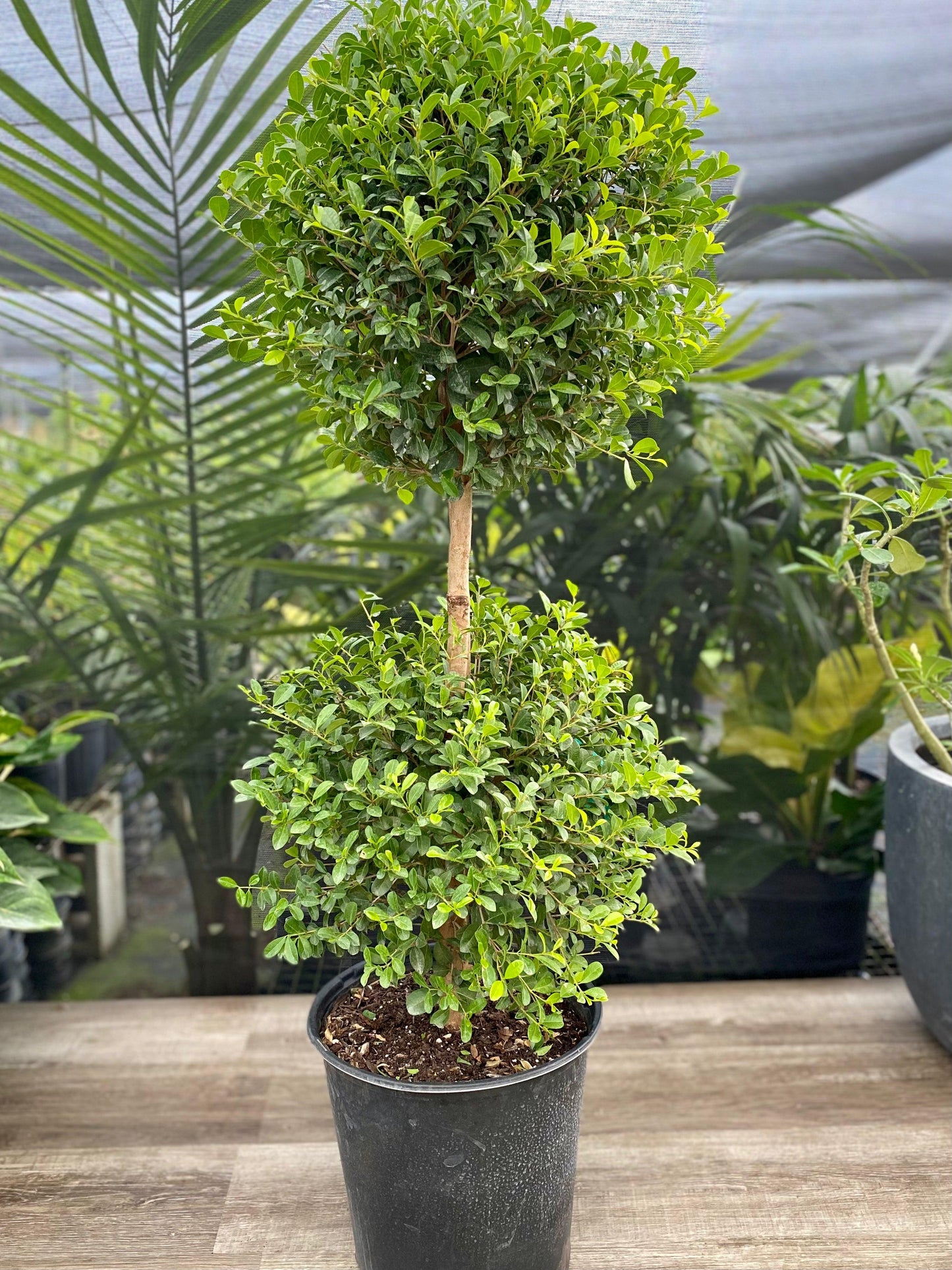 Eugenia Myrtifolia Globulus 2 Ball Standard - View 3 from www redcrocus com