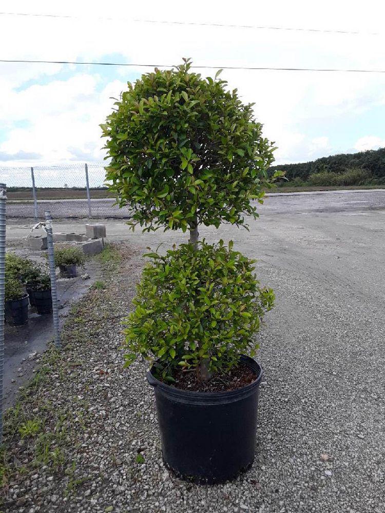 Eugenia Myrtifolia Globulus 2 Ball Standard - View 9 from www redcrocus com