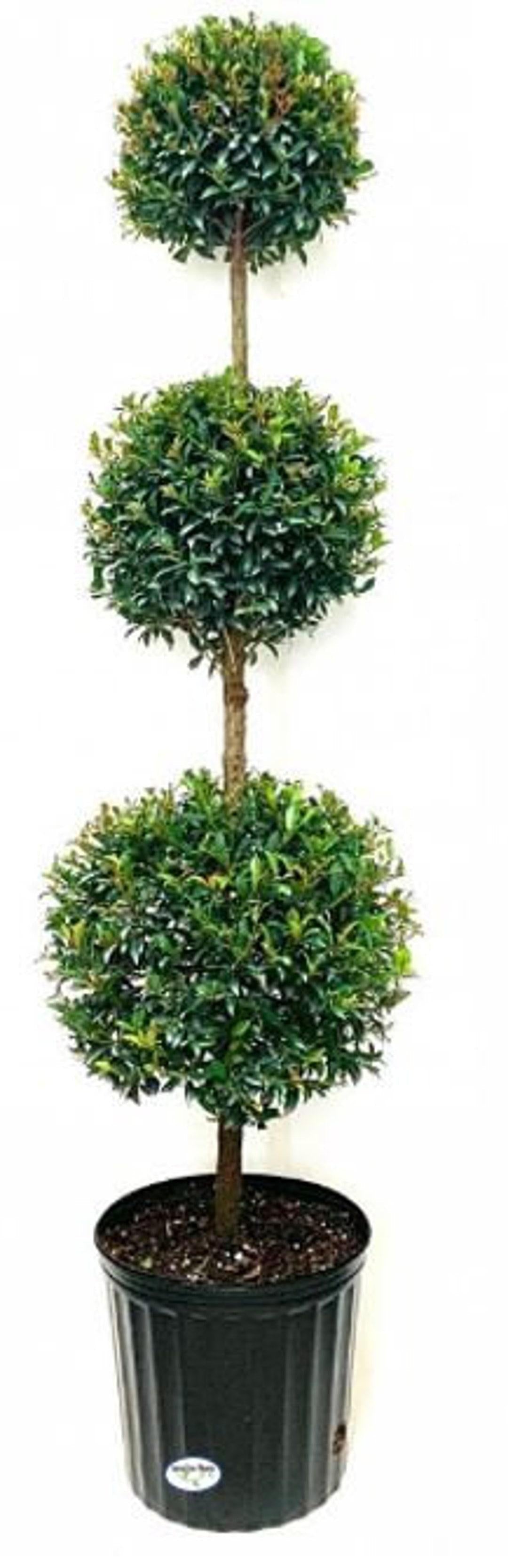 Eugenia Myrtifolia Globulus 3 Ball Standard - View 12 from www redcrocus com