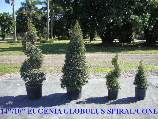 Eugenia Myrtifolia Globulus Spiral - View 12 from www redcrocus com