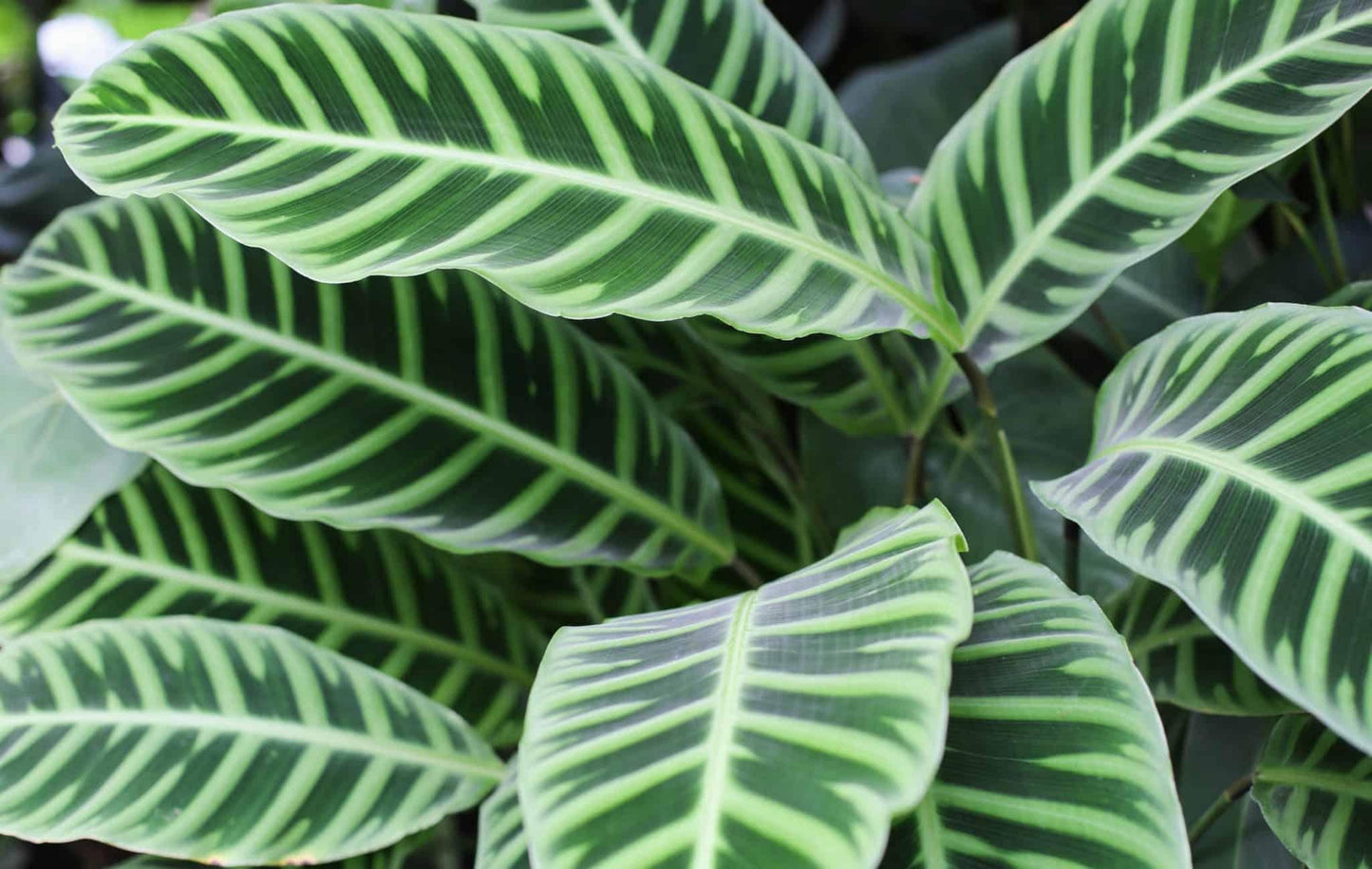 Calathea Zebrina - View 10 from www redcrocus com