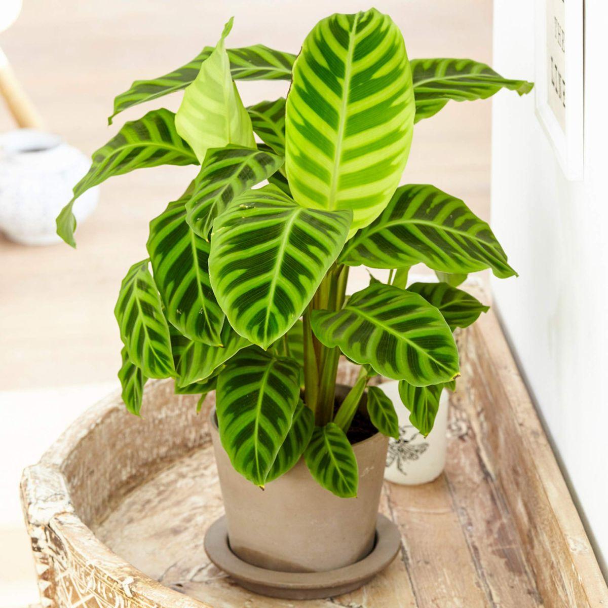 Calathea Zebrina - View 11 from www redcrocus com