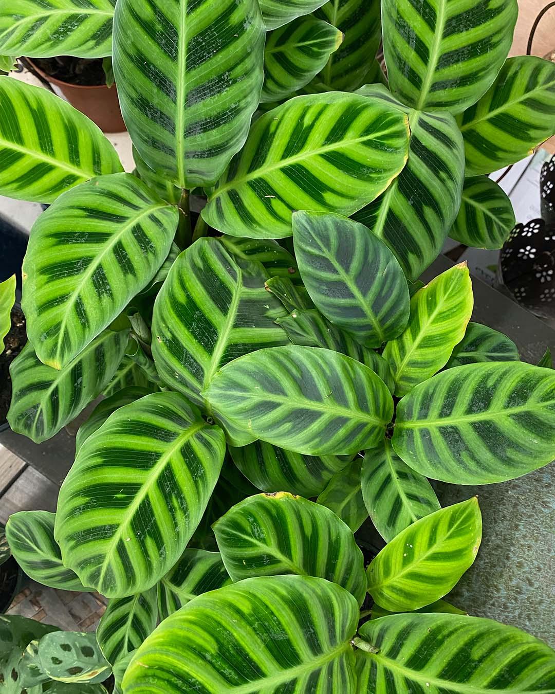 Calathea Zebrina - View 12 from www redcrocus com