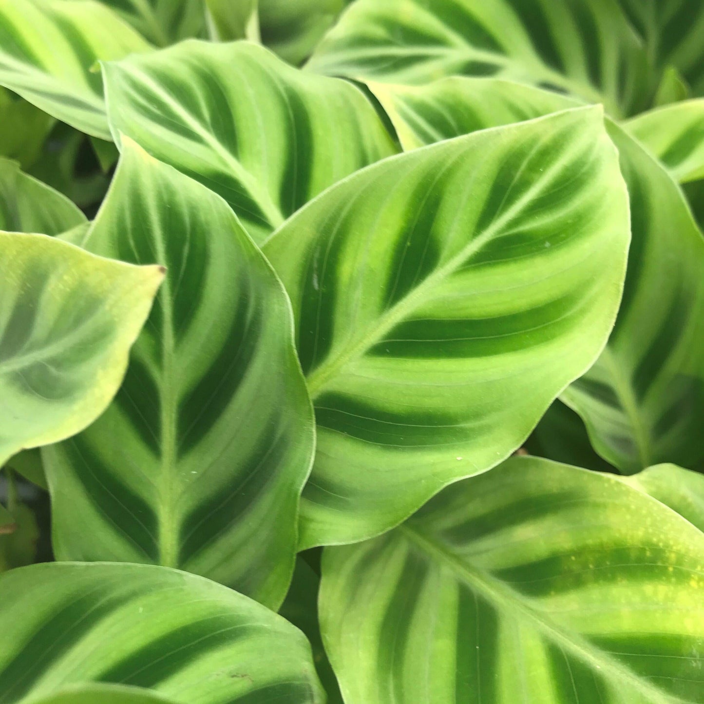 Calathea Zebrina - View 13 from www redcrocus com