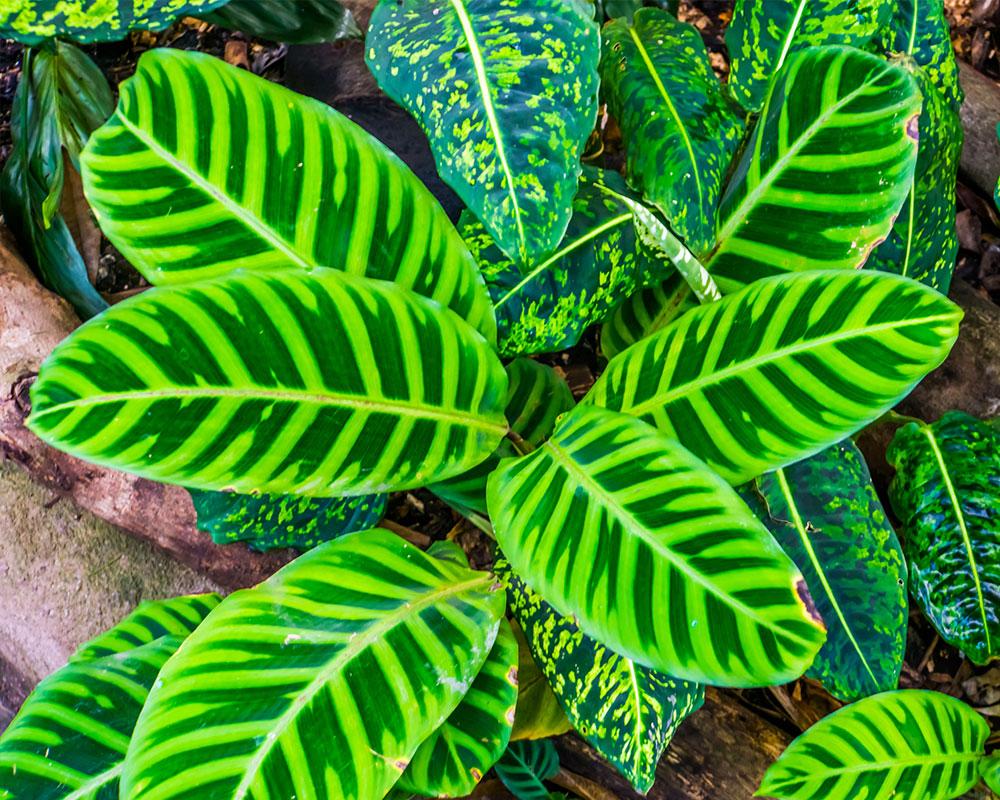 Calathea Zebrina - View 14 from www redcrocus com