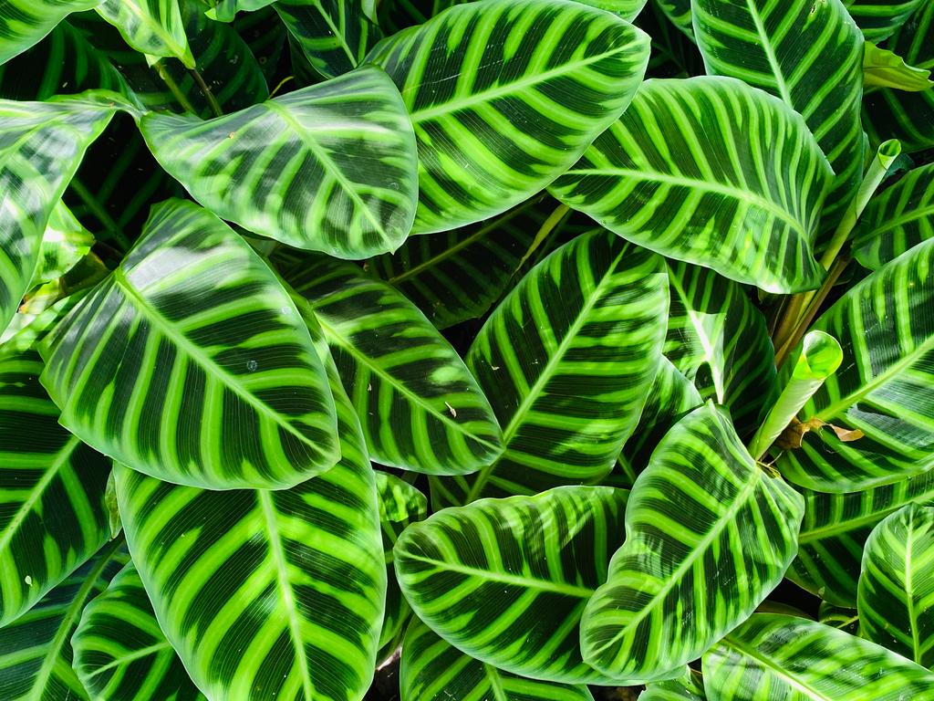 Calathea Zebrina - View 15 from www redcrocus com