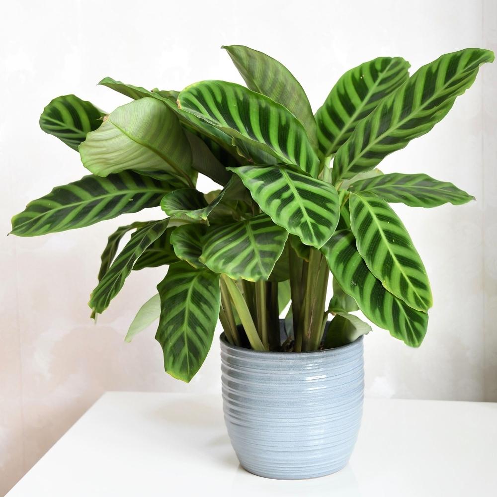 Calathea Zebrina - View 16 from www redcrocus com