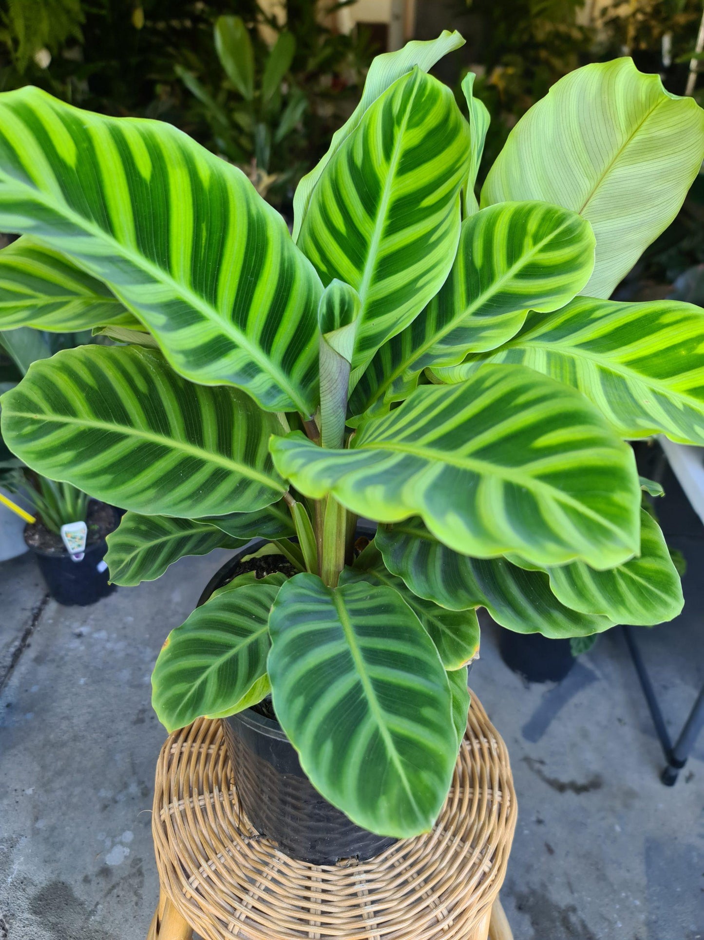Calathea Zebrina - View 17 from www redcrocus com