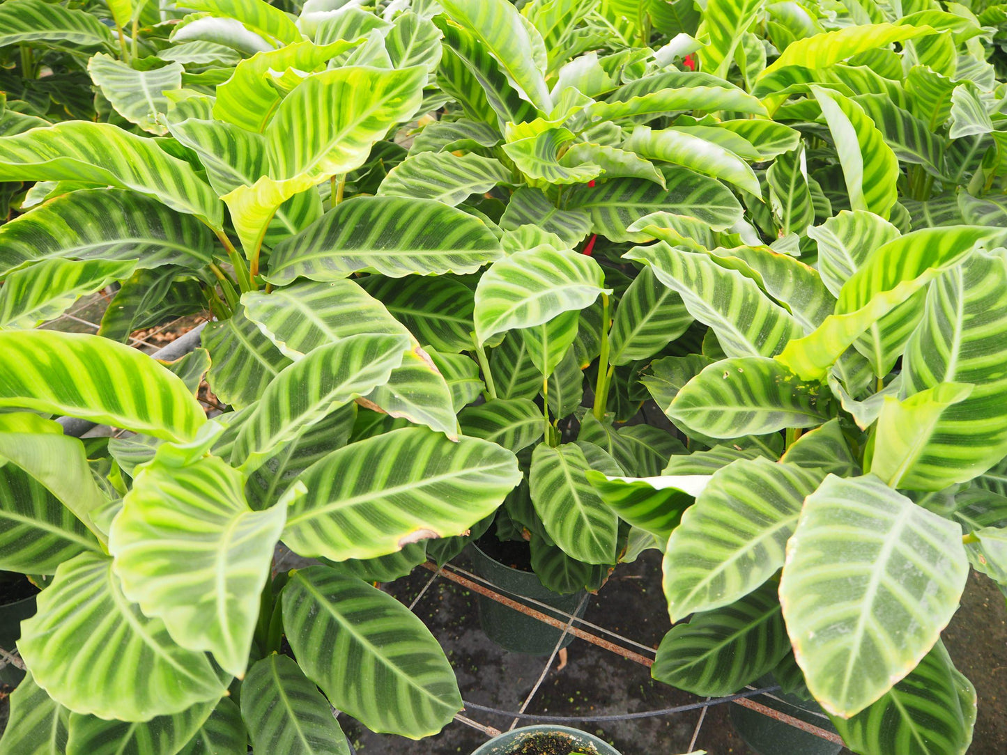 Calathea Zebrina - View 18 from www redcrocus com