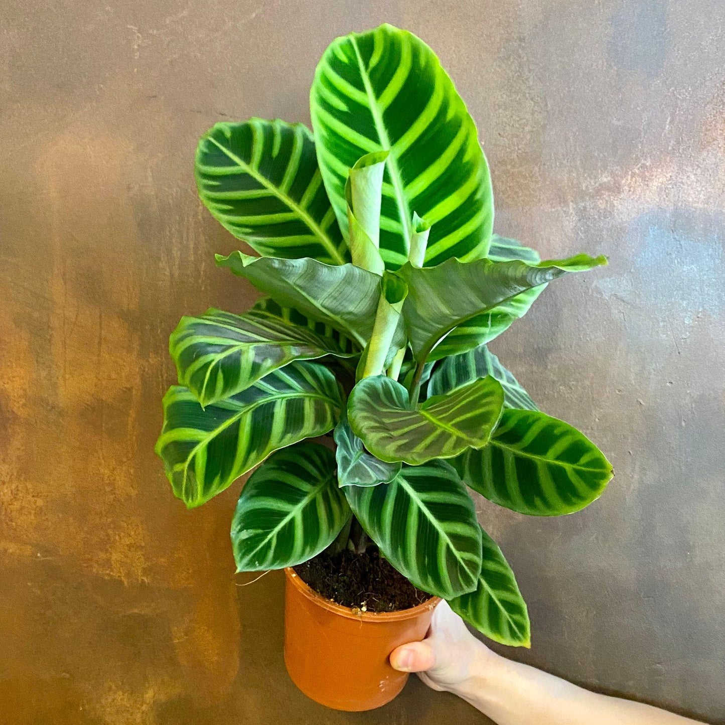 Calathea Zebrina - View 19 from www redcrocus com