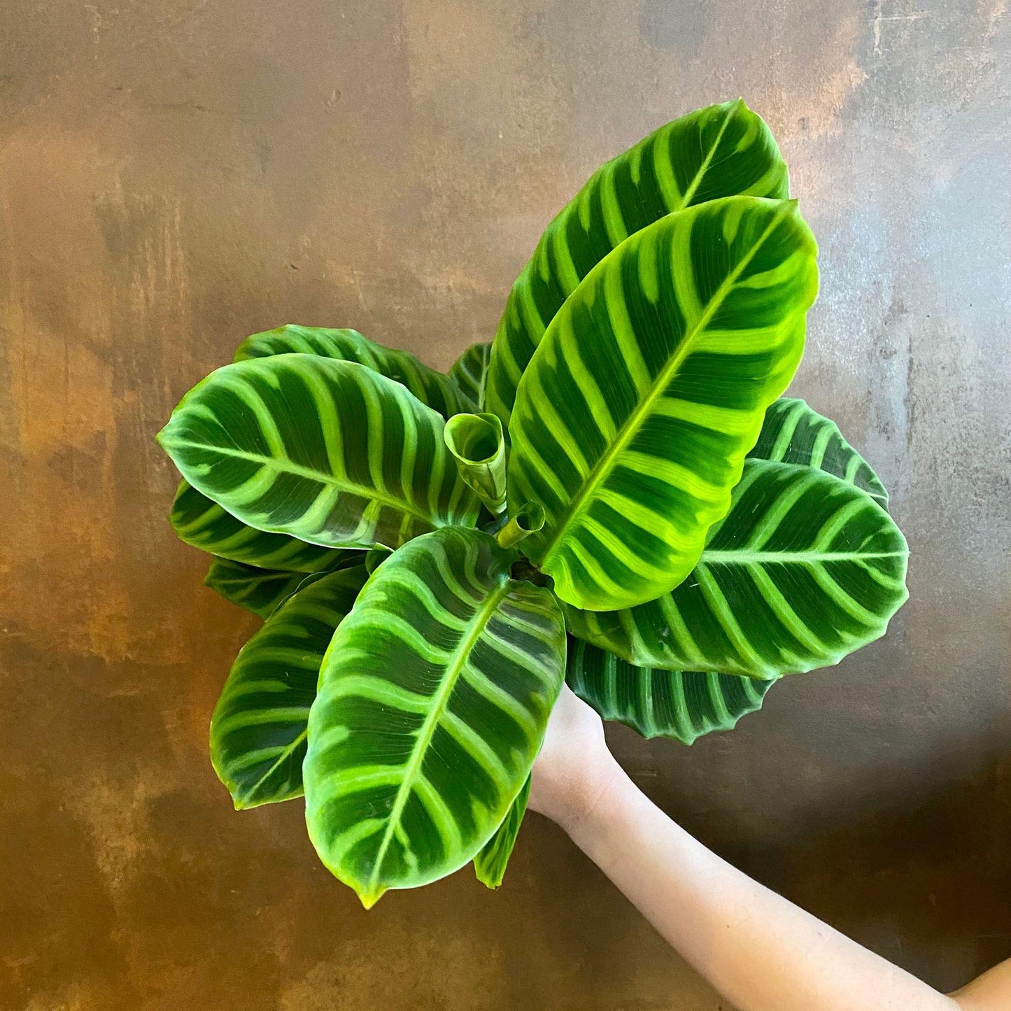 Calathea Zebrina - View 20 from www redcrocus com