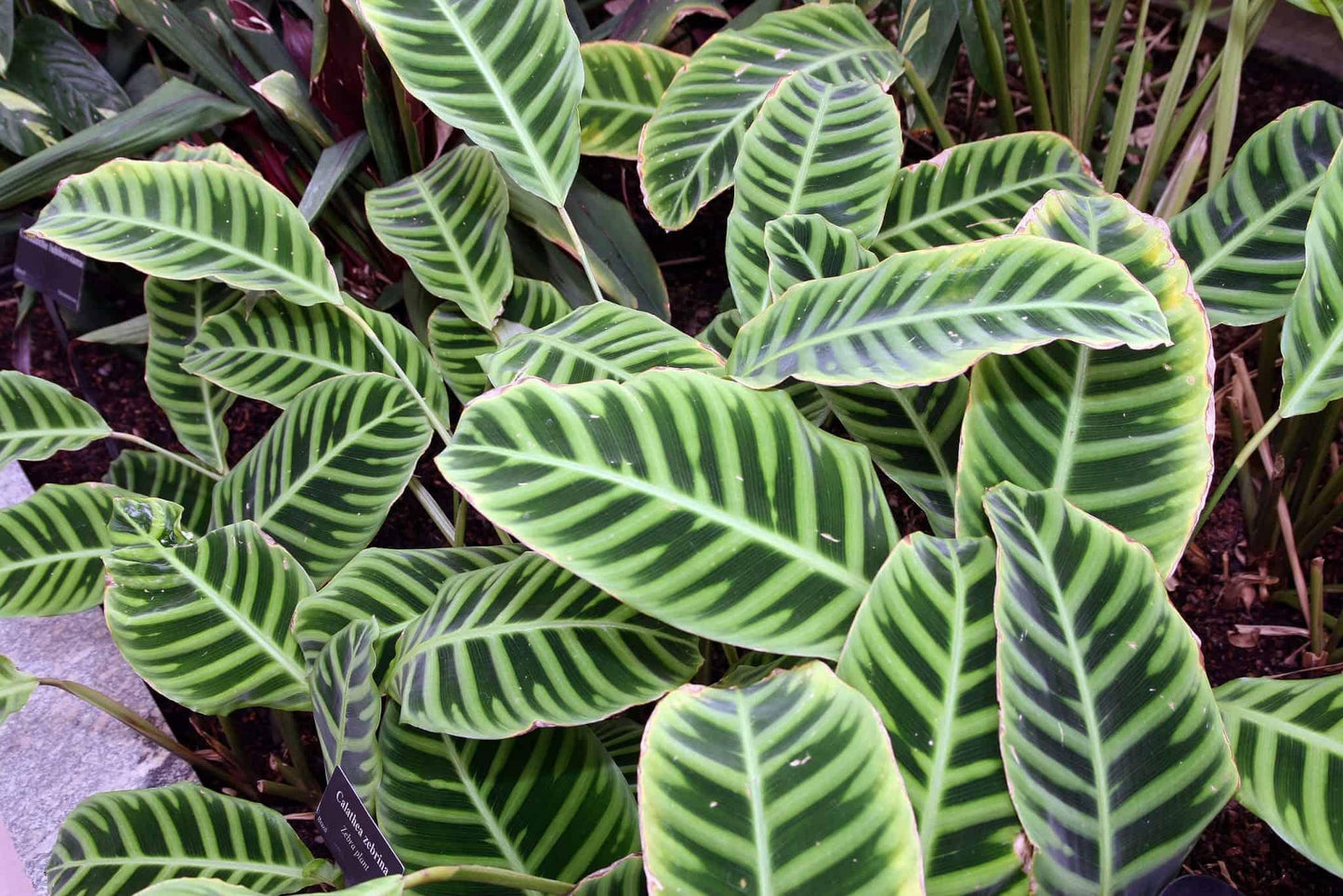 Calathea Zebrina - View 2 from www redcrocus com