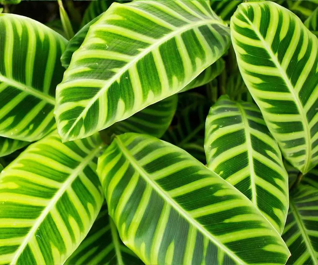 Calathea Zebrina - View 3 from www redcrocus com