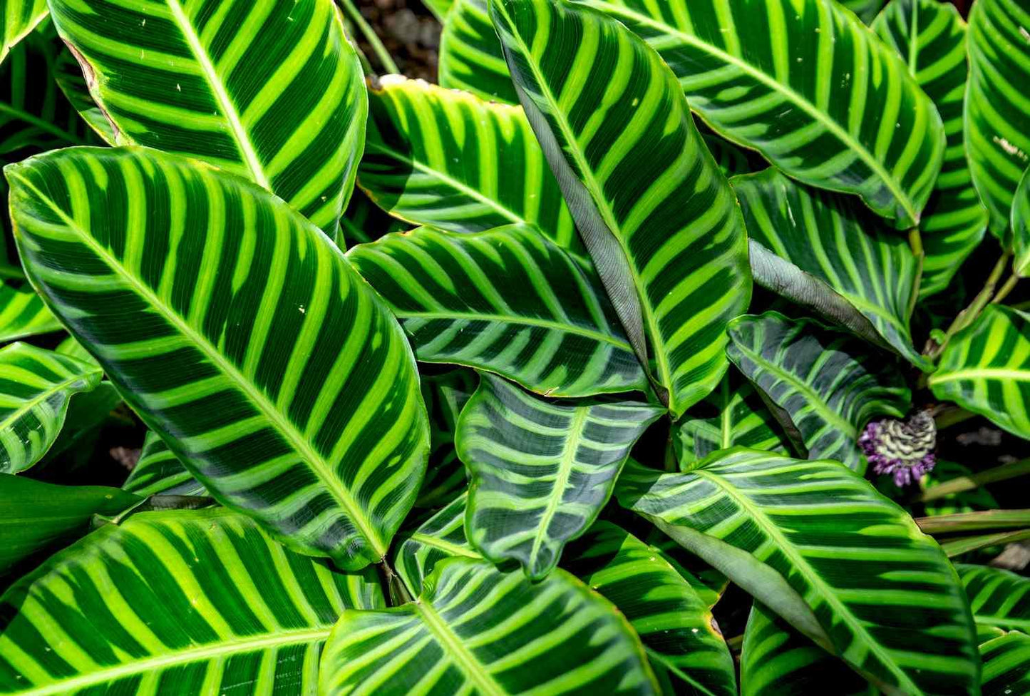 Calathea Zebrina - View 4 from www redcrocus com