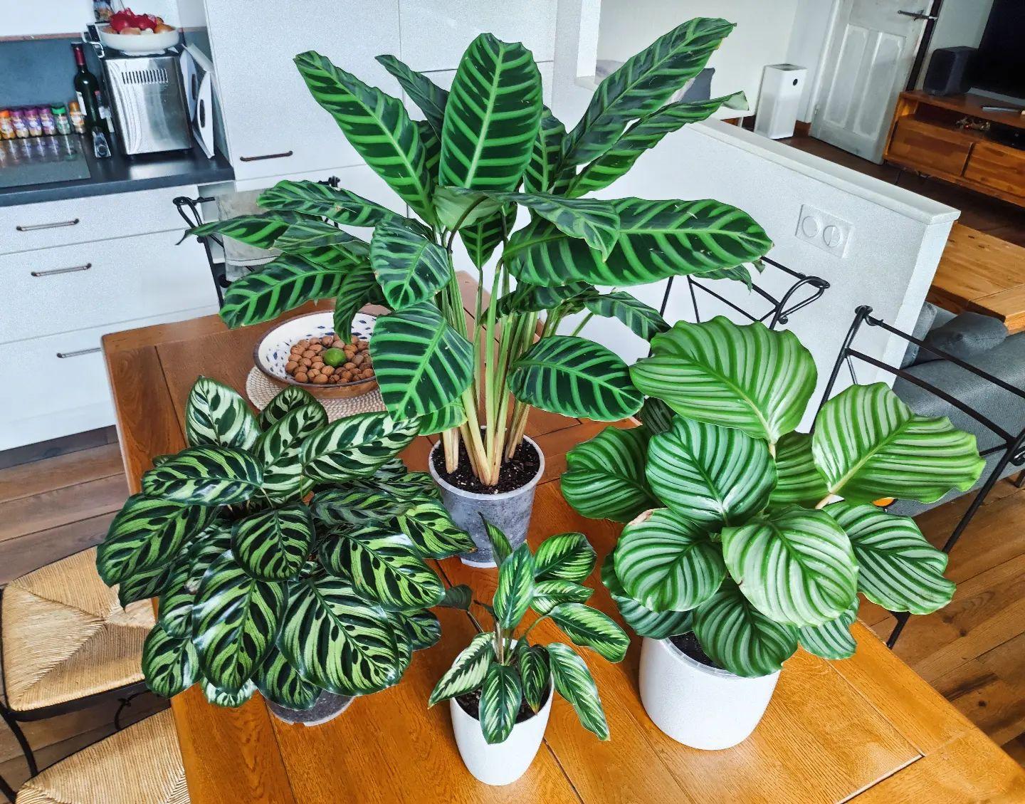 Calathea Zebrina - View 5 from www redcrocus com