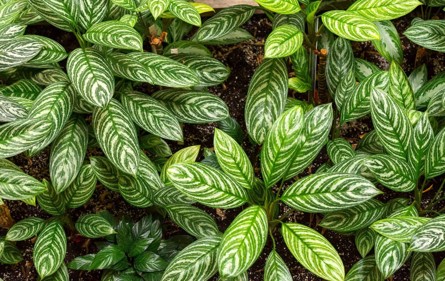 Calathea Zebrina - View 6 from www redcrocus com