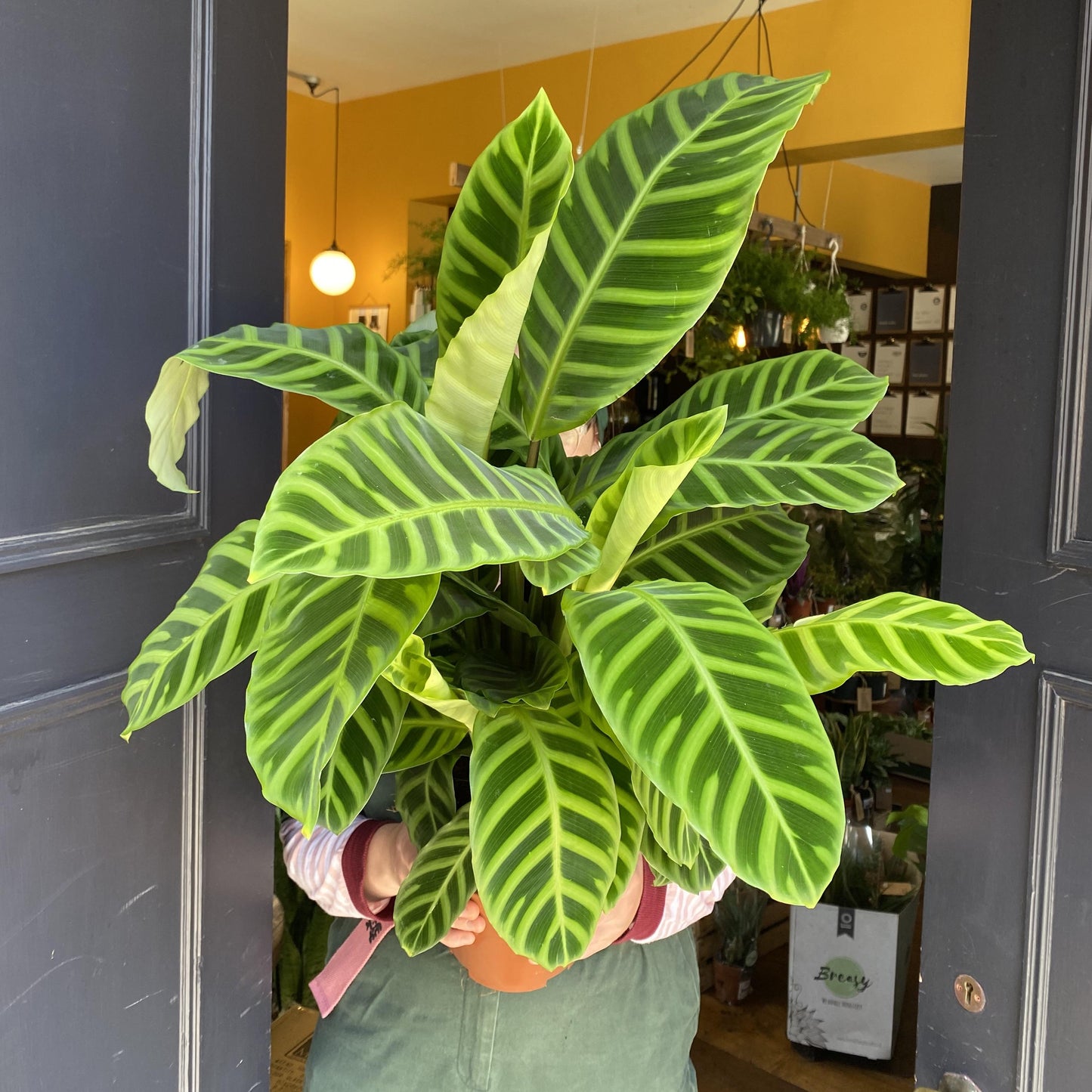 Calathea Zebrina - View 7 from www redcrocus com