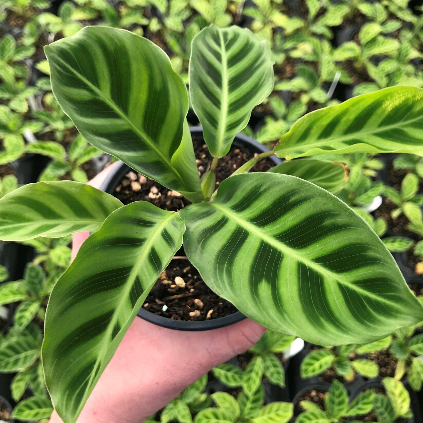 Calathea Zebrina - View 8 from www redcrocus com