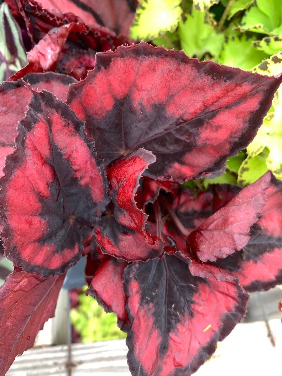 Begonia Rex Assorted - View 15 from www redcrocus com